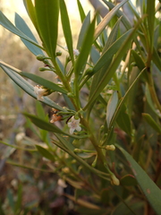 Myoporum montanum