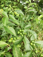 Solanum diphyllum