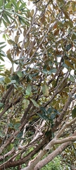 Rhododendron barbatum
