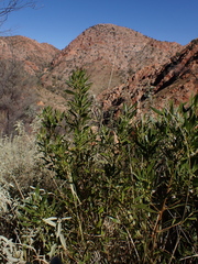 Myoporum montanum