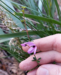 Tetratheca thymifolia