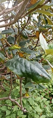 Rhododendron barbatum