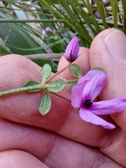 Tetratheca thymifolia