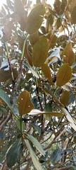 Rhododendron barbatum