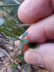 Tetratheca thymifolia