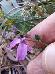 Tetratheca thymifolia