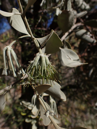 Amyema maidenii (Amyema maidenii)