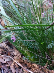 Tetratheca thymifolia