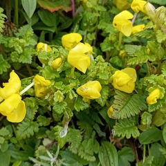Pedicularis hoffmeisteri