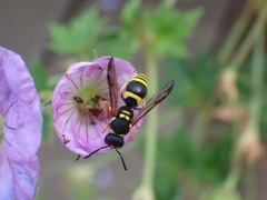 Ancistrocerus claripennis