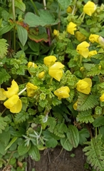 Pedicularis hoffmeisteri