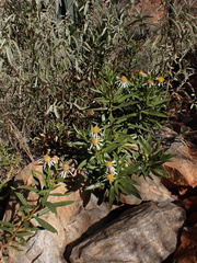 Olearia ferresii