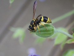 Ancistrocerus claripennis