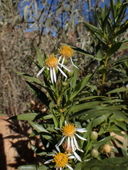 Olearia ferresii