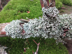 Hypogymnia incurvoides