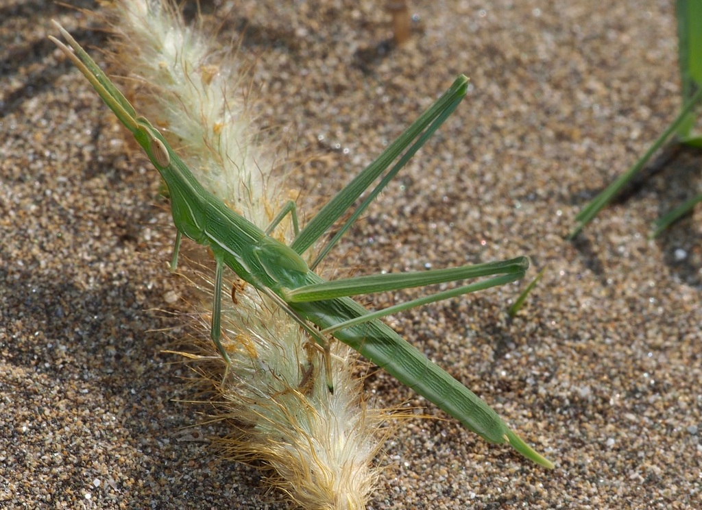 Truxalis nasuta