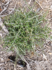 Castela erecta