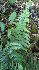 Microlepia substrigosa