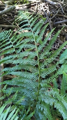 Microlepia substrigosa