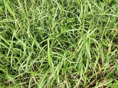 Poaceae