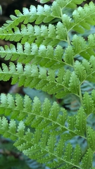 Microlepia substrigosa