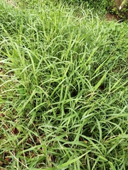 Poaceae