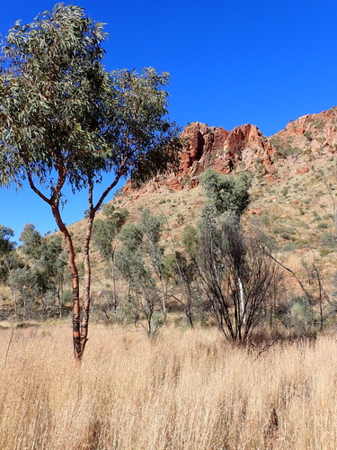 Image of Corymbia opaca by (c) Nina Kerr, some rights reserved (CC BY)