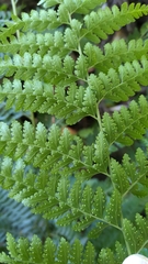 Microlepia substrigosa