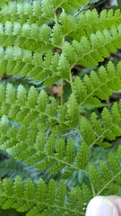 Microlepia substrigosa