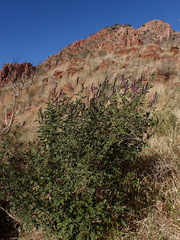 Cullen australasicum