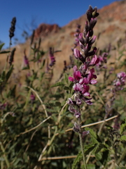 Cullen australasicum