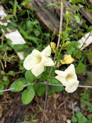 Asystasia gangetica