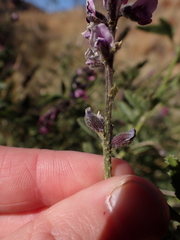 Cullen australasicum