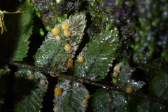 Coenogonium fallaciosum