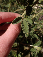 Cullen australasicum