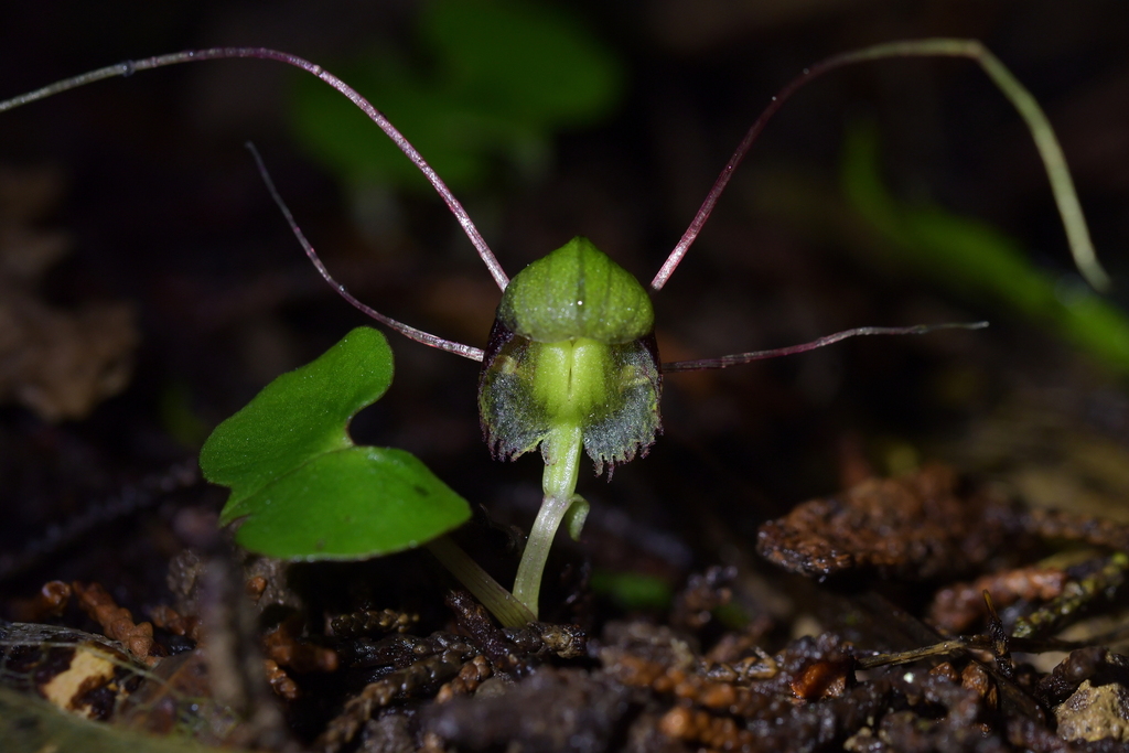 Corybas vitreus
