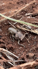 Enyaliopsis