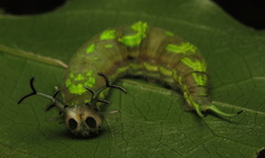 Herona marathus