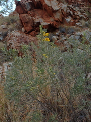 Senna artemisioides artemisioides