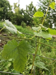 Passiflora foetida