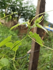 Passiflora foetida