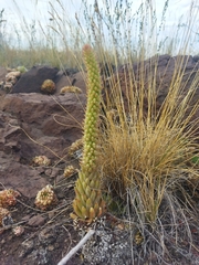 Orostachys spinosa