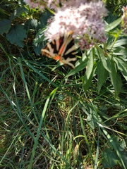 Euplagia quadripunctaria