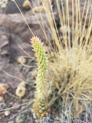 Orostachys spinosa