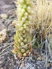 Orostachys spinosa