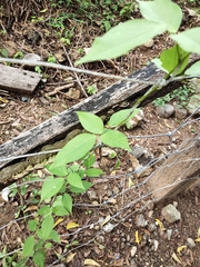 Centrosema pubescens