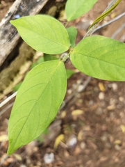 Centrosema pubescens