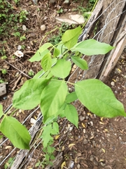 Centrosema pubescens