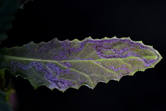 Stigmella ogygia