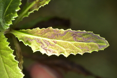 Stigmella ogygia